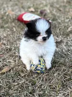 AKC Case, a male Pomeranian for sale in Byron, GA – Photo 6 of 10