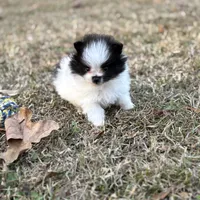 AKC Case, a male Pomeranian for sale in Byron, GA – Photo 3 of 10