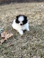 AKC Case, a male Pomeranian for sale in Byron, GA – Photo 3 of 10