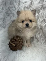 AKC Harriett, a female Pomeranian for sale in Byron, GA – 8 of 8