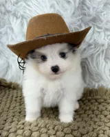 AKC Rain, a female Pomeranian for sale in Byron, GA – 4 of 10