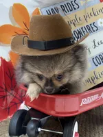 AKC Teddy, a male Pomeranian for sale in Byron, GA – 5 of 8