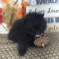 AKC Cole, a male Pomeranian for sale in Byron, GA – 6 of 10