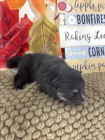 AKC Tyler, a male Pomeranian for sale in Byron, GA – 5 of 5