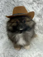 CKC Charlie, a male Pomeranian for sale in Byron, GA – 4 of 10