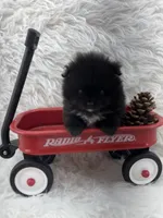 AKC River, a male Pomeranian for sale in Byron, GA – 2 of 9