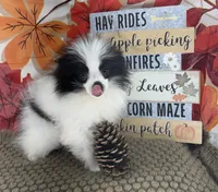 AKC Max, a male Pomeranian for sale in Byron, GA – 9 of 9