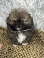 CKC Charlie, a male Pomeranian for sale in Byron, GA – 8 of 8