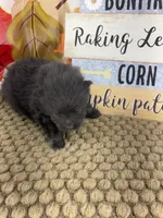 AKC Pink, a female Pomeranian for sale in Byron, GA – 2 of 6