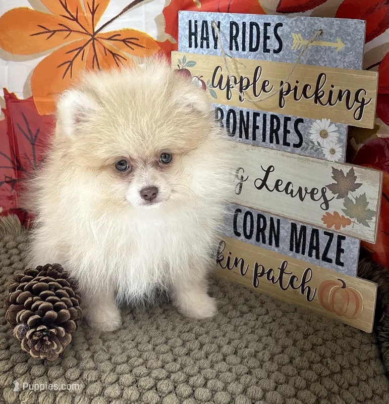 AKC  Luke – Pomeranian puppy for sale in Byron, GA