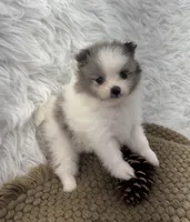 AKC Amelia, a female Pomeranian for sale in Byron, GA – 4 of 10