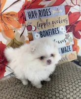AKC June, a female Pomeranian for sale in Byron, GA – 3 of 10