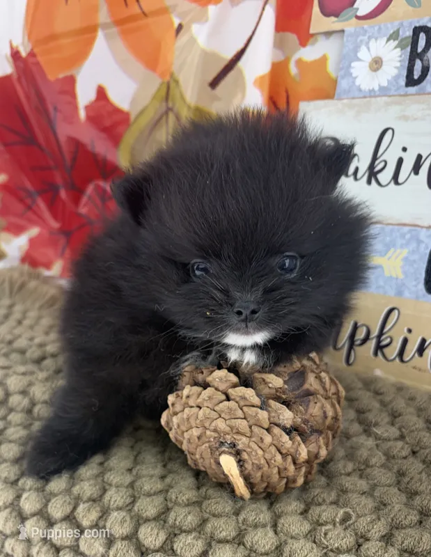 AKC Cole – Pomeranian puppy for sale in Byron, GA
