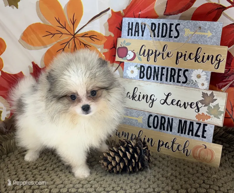 AKC Finn – Pomeranian puppy for sale in Byron, GA