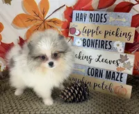 AKC Finn, a male Pomeranian for sale in Byron, GA – 1 of 7