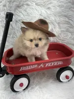 AKC Harriett, a female Pomeranian for sale in Byron, GA – 7 of 8