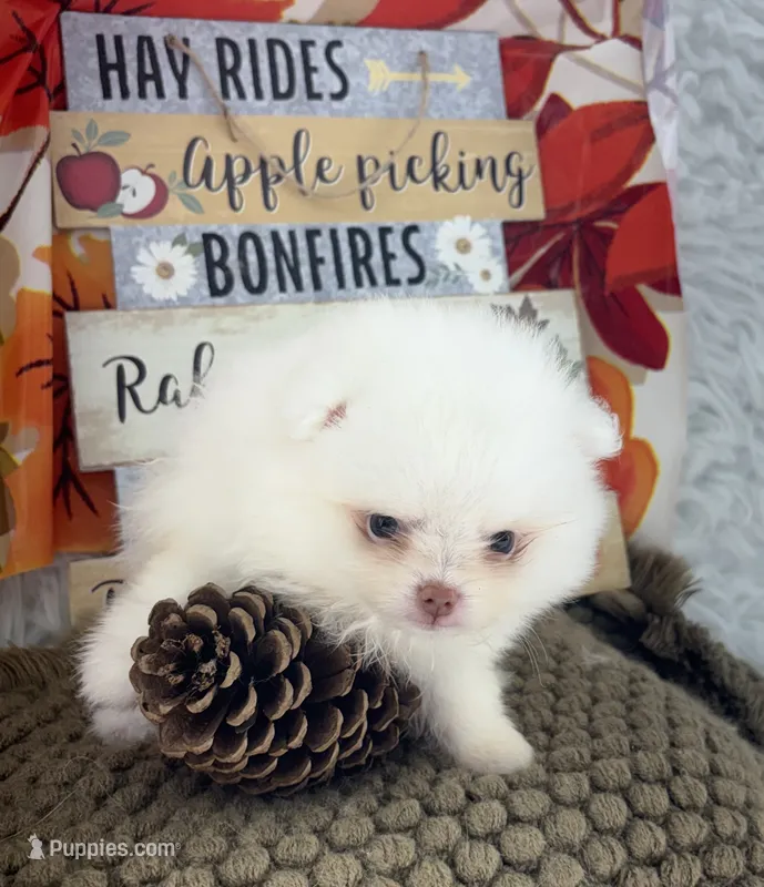 AKC Aaron – Pomeranian puppy for sale in Byron, GA