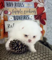 AKC Aaron, a male Pomeranian for sale in Byron, GA – 1 of 8