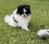 AKC Ella, a female Pomeranian for sale in Byron, GA – 5 of 10