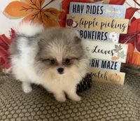 AKC Finn, a male Pomeranian for sale in Byron, GA – 4 of 7
