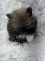 CKC Charlie, a male Pomeranian for sale in Byron, GA – 3 of 8