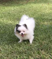 AKC Lola, a female Pomeranian for sale in Byron, GA – Photo 2 of 10