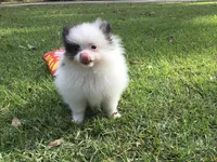 AKC Lola, a female Pomeranian for sale in Byron, GA – Photo 7 of 10