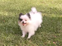 AKC Lola, a female Pomeranian for sale in Byron, GA – Photo 9 of 10