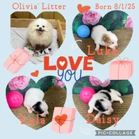 AKC Lola, a female Pomeranian for sale in Byron, GA – Photo 10 of 10