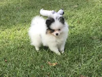 AKC Lola, a female Pomeranian for sale in Byron, GA – Photo 6 of 10