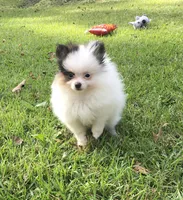 AKC Lola, a female Pomeranian for sale in Byron, GA – Photo 5 of 10