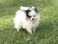 AKC Lola, a female Pomeranian for sale in Byron, GA – Photo 3 of 10