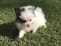AKC Lola, a female Pomeranian for sale in Byron, GA – Photo 8 of 10