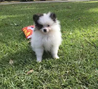 AKC Lola, a female Pomeranian for sale in Byron, GA – Photo 4 of 10