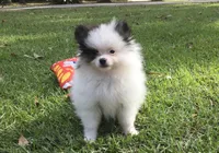 AKC Lola, a female Pomeranian for sale in Byron, GA – Photo 1 of 10