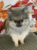 AKC Teddy, a male Pomeranian for sale in Byron, GA – 7 of 9