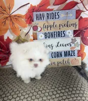 AKC June, a female Pomeranian for sale in Byron, GA – 10 of 10