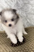 AKC Amelia, a female Pomeranian for sale in Byron, GA – 2 of 10