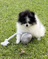 AKC Ella, a female Pomeranian for sale in Byron, GA – 2 of 10