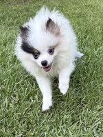 ALC Sinclair , a male Pomeranian for sale in Byron, GA – 7 of 10