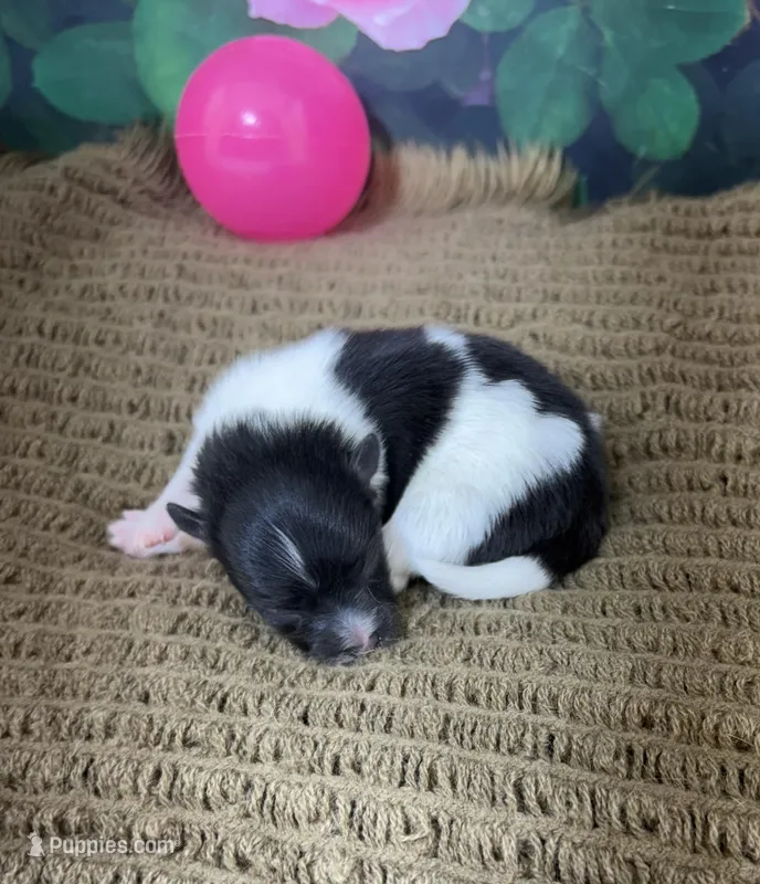 AKC Bella, a female Pomeranian for sale in Byron, GA – Photo 1 of 4