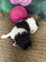 AKC Bella, a female Pomeranian for sale in Byron, GA – Photo 2 of 4