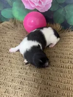 AKC Bella, a female Pomeranian for sale in Byron, GA – Photo 4 of 4