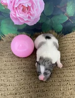 AKC Lucy, a female Pomeranian for sale in Byron, GA – Photo 4 of 5