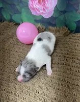 AKC Lucy, a female Pomeranian for sale in Byron, GA – Photo 3 of 5