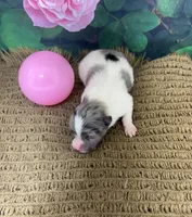 AKC Lucy, a female Pomeranian for sale in Byron, GA – Photo 1 of 5