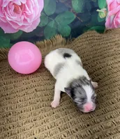 AKC Lucy, a female Pomeranian for sale in Byron, GA – Photo 2 of 5