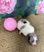 AKC Lucy, a female Pomeranian for sale in Byron, GA – Photo 5 of 5