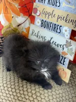 AKC Bella, a female Pomeranian for sale in Byron, GA – 7 of 8