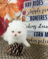 AKC Aaron, a male Pomeranian for sale in Byron, GA – 4 of 8